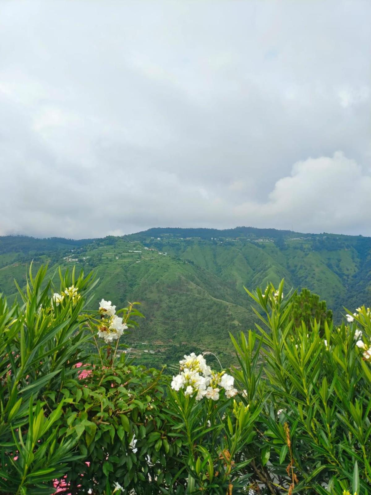 Little Heart Resort Chail Eksteriør bilde
